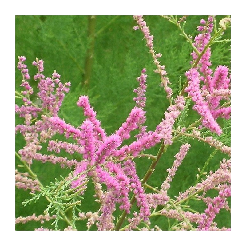 Tamarix ramosissima pink cascade