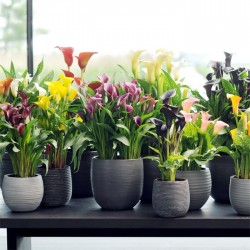 Calla de colores