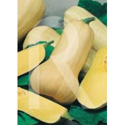 Semillas zapallo butternut...