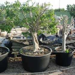 Ficus benjamina macrobonsai