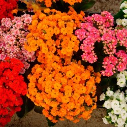 Kalanchoe calandiva