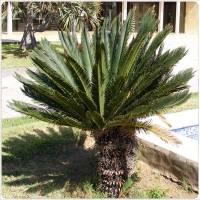 Cycas