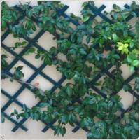 Plantas trepadoras y enredaderas