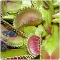 Plantas Carnívoras