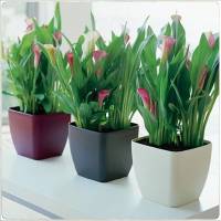 Plantas de Interior