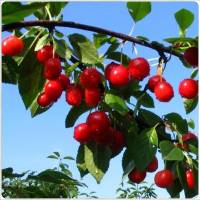 Árboles Frutales