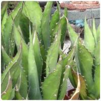 Cactus agaves