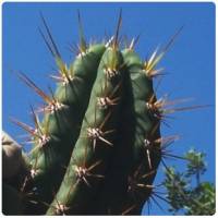 Cactáceas
