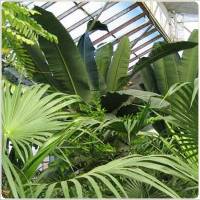Palmeras