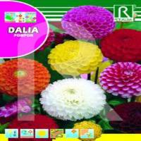 Semillas de flores