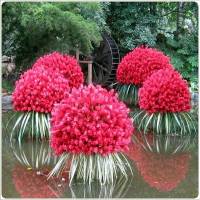 Plantas acuáticas