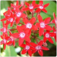 Plantas Vivaces 