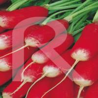 rabanito