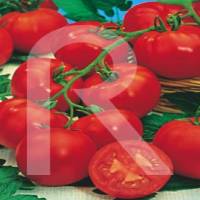 tomate