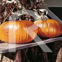 Calabaza