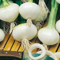 cebolla