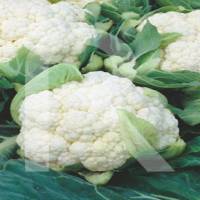 coliflor