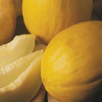 Semillas melón | melón blanco | melón negro |melón rallado