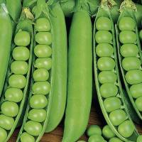 guisantes