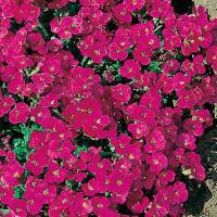 Semillas aubretia
