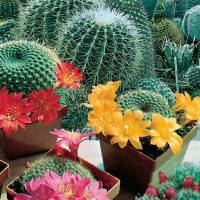 Semillas cactus y plantas grasas