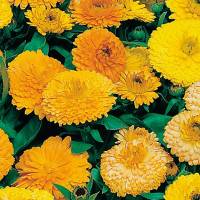 Semillas calendula