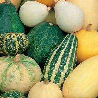 Semillas calabacitas de adorno