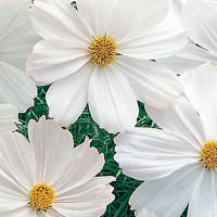 Semillas cosmos