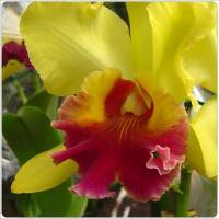 Orquídeas
