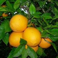 Cítricos