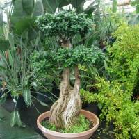 Macro-bonsai