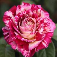 Rosales de flor grande