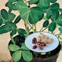 cacahuete
