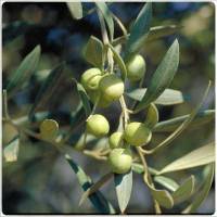 Olivos