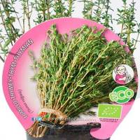 Aromáticas ecológicas
