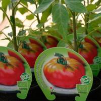 Hortícolas ecológicas