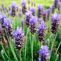 Plantas aromáticas y culinarias