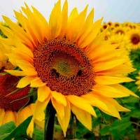 Girasol para pipas