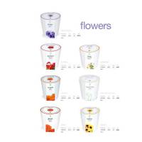 Seed pots flores